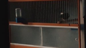 Дрозд шама белопоясничный