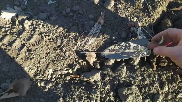 В каком состоянии чеснок уходит в зиму. Разница в укоренении однозубки и зубка.ENG.SUB смотреть онлайн