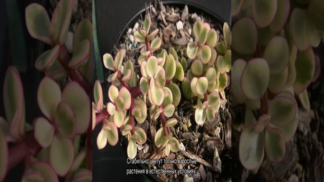 Портулакария афра — уход в домашних условиях смотреть онлайн