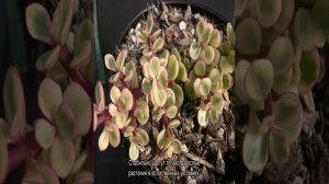 Портулакария афра — уход в домашних условиях