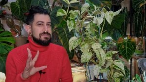 Marble Queen Pothos Review | 3 Years Later | Is the Marble Queen Epipremnum worth the hype?