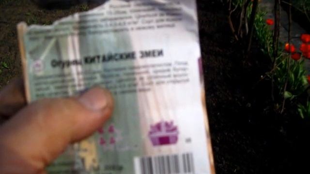 ОГУРЦЫ КИТАЙСКИЙ ЗМЕЙ ПОСАДИЛИ ПОД ВИНОГРАДНЫМИ КУСТАМИ смотреть онлайн