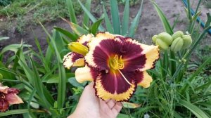 Лилейник Tiger Blood_ Daylily (Hemerocallis 'Tiger Blood')_video 2