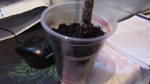 как вырастить дерево инжира из куска палки