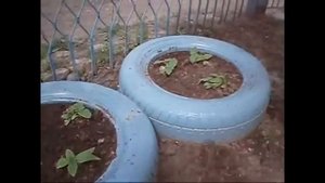 Цветы ! Как я выращивала на даче декоративный подсолнечник САНСПОТ