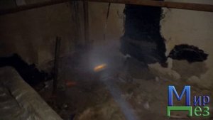 Блохи в подвале. Куда обращаться?