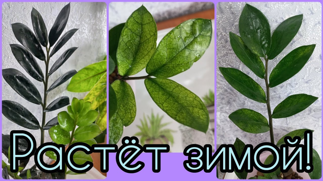 #ЗАМИОКУЛЬКАС растёт зимой?#Суккуленты и #ароидные наградили лучшими качествами?#долларовоедерево