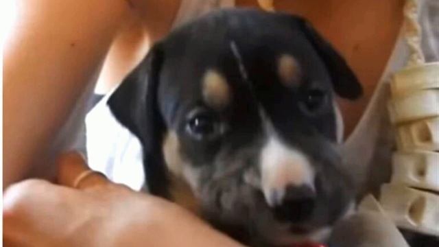 Беременную собаку хозяин отвел в лес, привязал к дереву и ушел смотреть онлайн