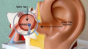 Жидкость в ушах у детей