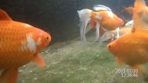 Карпы кои и караси кометы летом и зимой