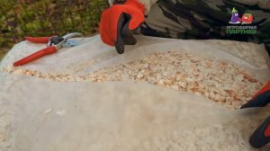 Практические советы по подготовке голубики к зиме