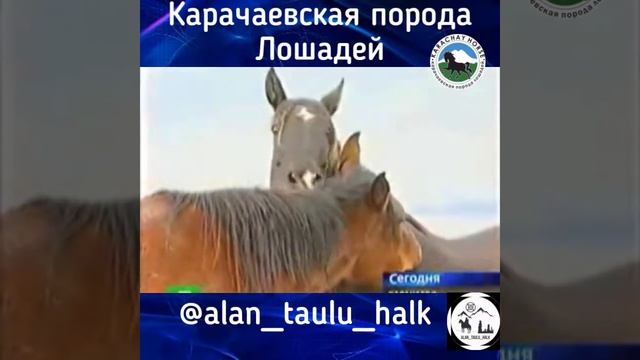 Карачаевская порода лошадей ? самые выносливые ,горные и есть Генетическии сертификат смотреть онлайн