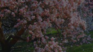 От зари до зари славят Бога соловьи / христианская песня / фонограмма