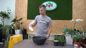 пересадка трёх Крассул  в кашпо с автополивом Lechuza Cubeto