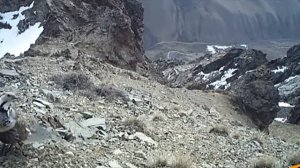 Священная птица улар HD