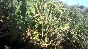 Как бросить курить сигареты. Помидорный метод.