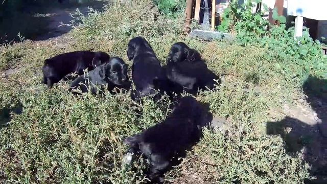 Щенки. Первая прогулка смотреть онлайн