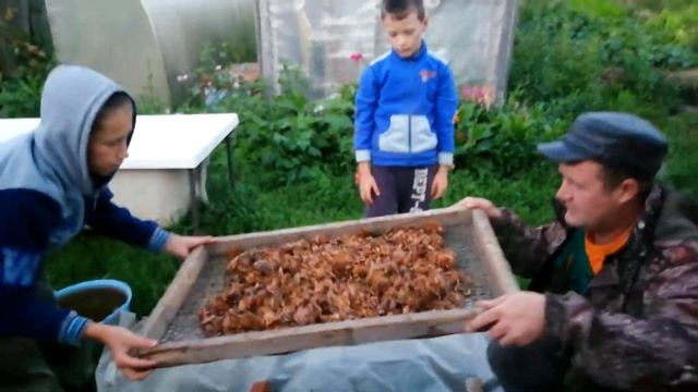 Кедровая шишка 2021; способ переработки !!! смотреть онлайн