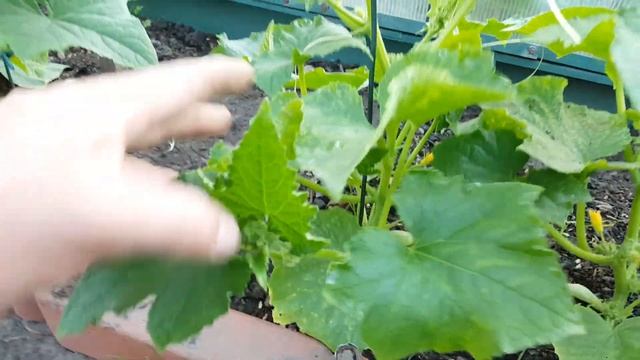 Моя Дача. Кролики???"Германия... смотреть онлайн