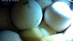 Овоскопирование индюшиных яиц 15 день//Tender egg germination 15 days