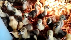 Гусь серый бройлерный от фирмы Grimaud