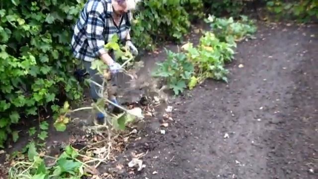 Убираем КАБАЧКОВУЮ ТЫКВЕННУЮ грядку смотреть онлайн