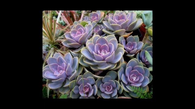 #succulent #colorful #colorfulsucculent #plant Colorful Succulents смотреть онлайн