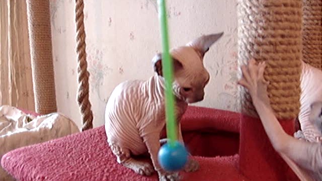 Котята