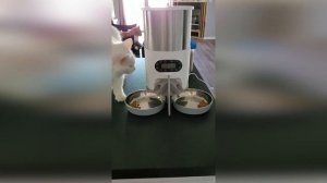 ?Автоматическая умная кормушка для домашних животных