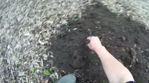Как правильно накопать червей