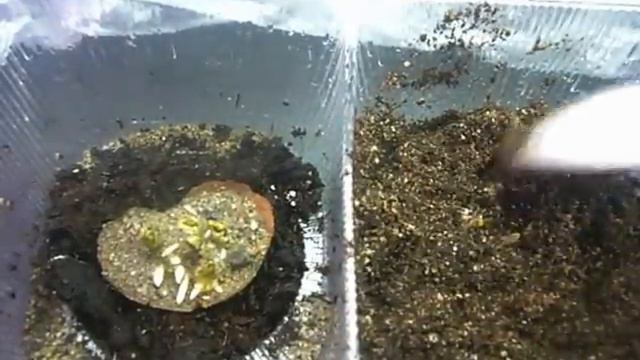 ликбез для начинающих,картофельный эксперимент