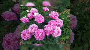 Пион Джулиска (peony Juliska.