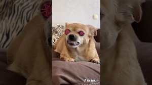 Парень и Чихуахуа 6 минута Смеха 🤣🤣🤣