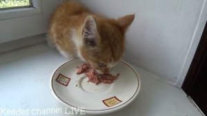 СПАСЕНИЕ РЫЖЕГО КОТЕНКА С МУСОРКИ