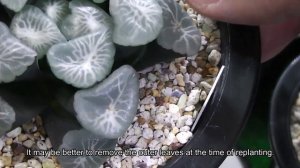 【多肉植物】ターンテーブル  Maughanii！ English subtitles How to grow Succulents Haworthia  ハオルチア　ビザールプランツ