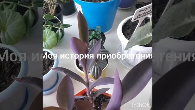 #сеткреазия #уход #красота #цветочки  Сеткреазия пурпурная.