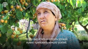 Почему в Исфаре на севере Таджикистана поставили памятник абрикосу?