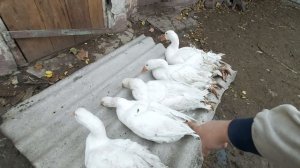 Вес гусей породы МАМУТ в 4  МЕСЯЦА !!!