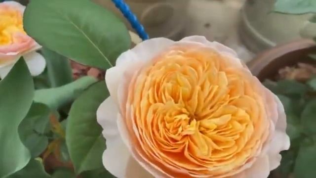 ТОП 15 Роз Фавориток, для выращивания в кашпо! Мой опыт. смотреть онлайн