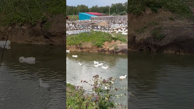 СТОЛЬКО ГУСЕЙ ВЫ ЕЩЕ НЕ ВИДЕЛИ