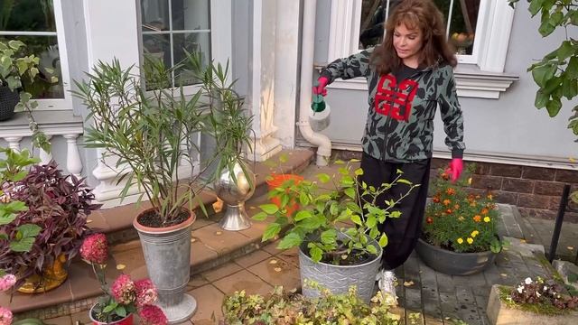 Гибискус. Сосудистое увядание. Грибковое заболевание. Спасаем! смотреть онлайн