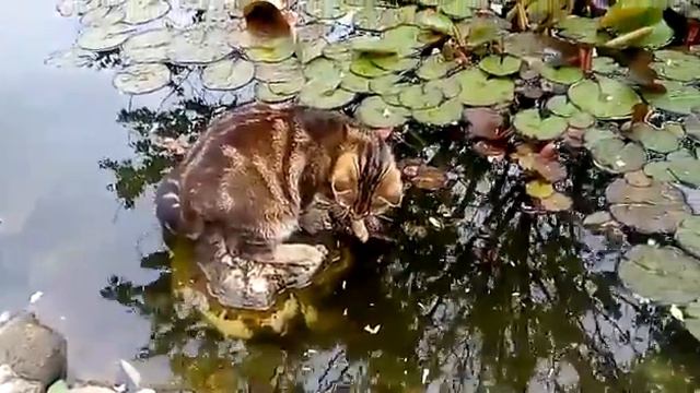 Кот рыболов