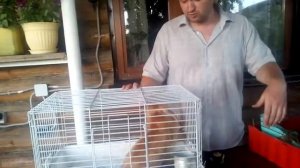 Содержание и уход за декоративным кроликом