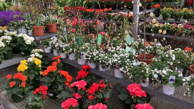 Did I just find a Birkin at my local Garden Center?! Plant Haul and Plant Tour смотреть онлайн
