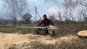 Вскрытие стволов капового клёна - вид изнутри