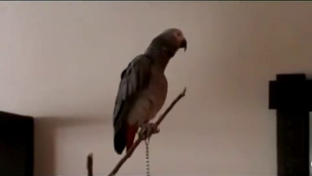 попугай,интересно рассказывает сказку смотреть онлайн