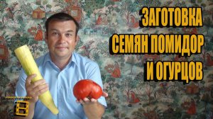 ЗАГОТОВКА СЕМЯН ПОМИДОР И ОГУРЦОВ. СБОР СЕМЯН. САД (ОГОРОД) И ТЕПЛИЦА