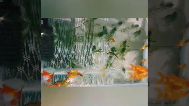 Комета - одна из рыб включенная в так называемое семейство «Золотых рыбок». смотреть онлайн