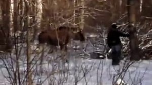 Лось нападает на человека