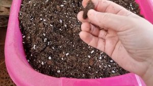 как я составляю грунт для гиппеаструмов